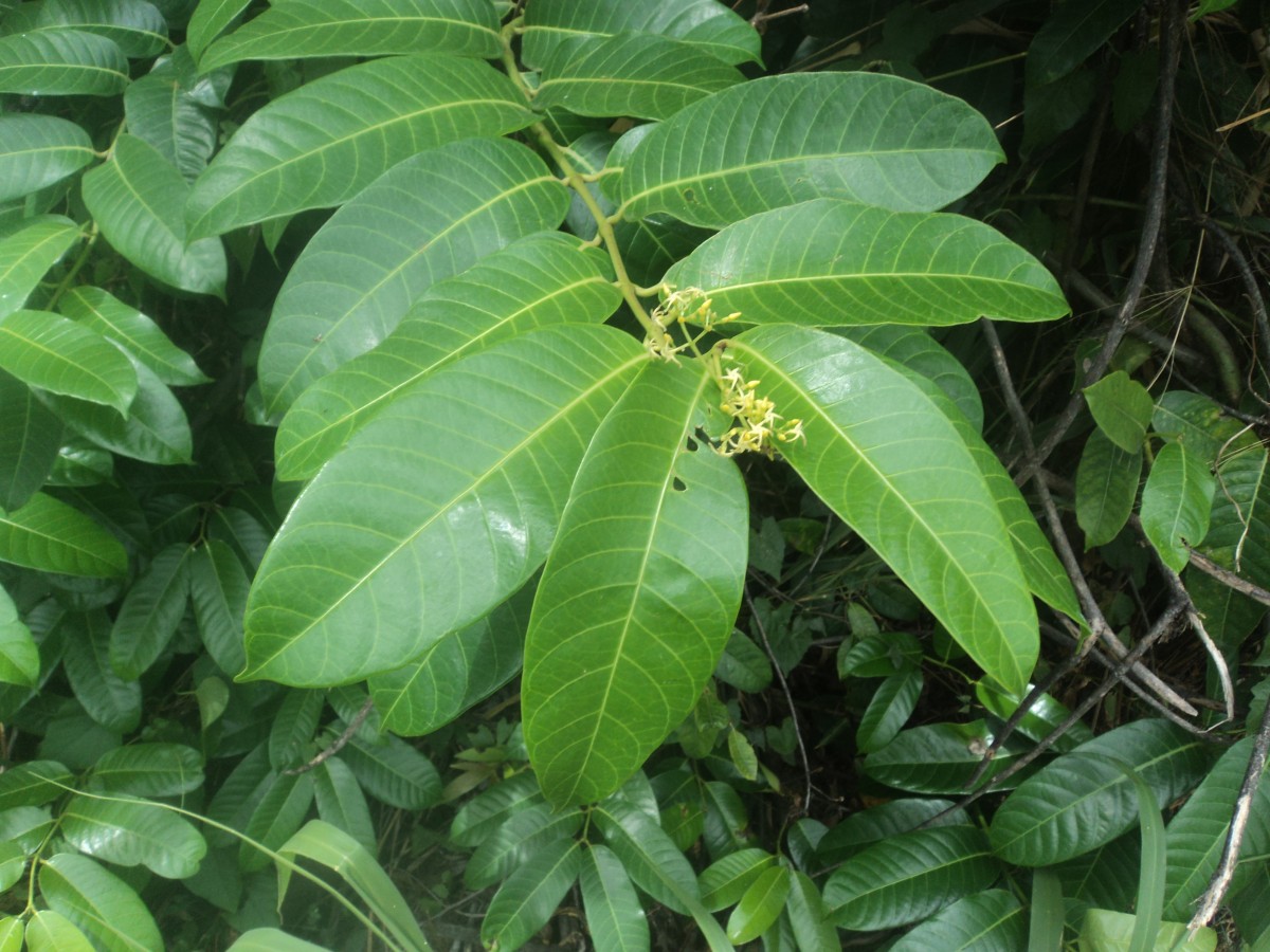 Anodendron parviflorum (Roxb.) I.M.Turner